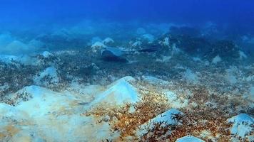 An arrowtail ray on the seabed glides slowly through the water. video
