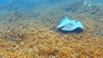 una raya cola de flecha en el fondo del mar se desliza lentamente a través del agua. video