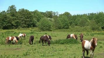 prachtig panorama van grazende paarden op een groene weide in de lente video