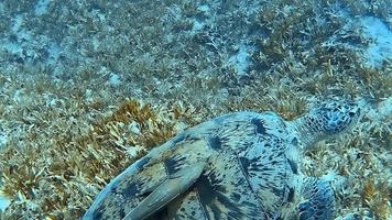 una tortuga marina se desliza elegantemente por aguas tropicales. video