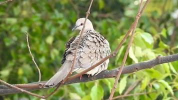 A spotted dove resting on a tree branch. The spotted dove Spilopelia chinensis is a small and somewhat long-tailed pigeon of Indian subcontinent.