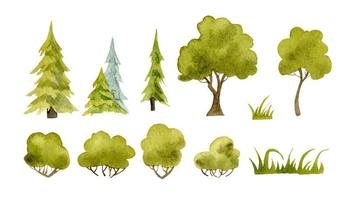 Watercolor Trees set. Firs, Pine and oaks. Hand painted vector illustration with green grass and bushes. Sketch of summer forest on white isolated background