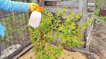 A woman uses a garden sprayer under pressure to treat bushes and trees from pests in the garden. Gardening tasks. video