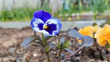 de blauwe altvioolbloem is dichtbij video