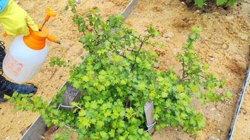 tratamiento de árboles frutales de los ataques de parásitos. Problemas del jardín y su solución.