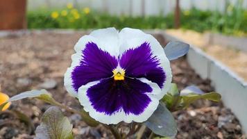 Viola tricolor on a flower bed near the house video