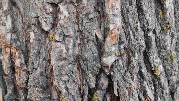 la corteza del árbol está cubierta por una bandada de hormigas video