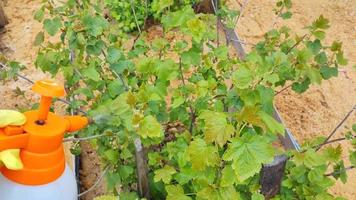 proteção e cuidado de plantas, de pragas de insetos, doenças bacterianas video