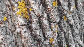 el tronco de un árbol viejo con hormigas arrastrándose sobre él video