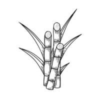 boceto de caña de azúcar, con tallos y hojas, aislado en un fondo blanco, adecuado para etiquetas de embalaje de productos de caña de azúcar procesados. ilustración vectorial vector