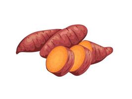 Vector illustration, sweet potato with red skin, isolated on white, suitable for posters, websites, brochures and agricultural products packaging.