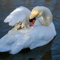 Mute Swan preening its feathers photo