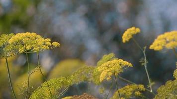 flor de eneldo amarillo en el viento en la naturaleza