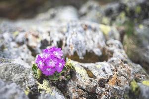 flor de prímula hirsuta entre piedras de montaña foto