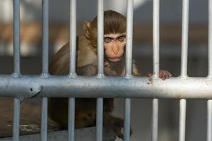 Portrait of a small monkey behind bars. photo