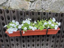 Petunia flowers in hanging pots on a vertical wall photo