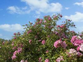 paisaje con un arbusto de rosas rosas contra el fondo de un cielo azul foto