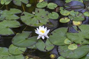 Water lily flower on the lake photo