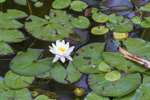 Water lily flower on the lake photo