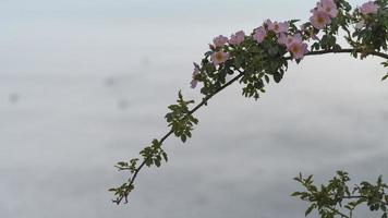 Natural background with flowering rosehip branches photo