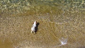 Top view of the little white dog on the beach photo