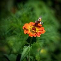 polilla halcón colibrí en rumania foto