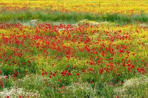 A field of spring flowers in Castiglione del Lago Province of Perugia photo