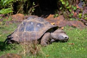 tortuga gigante de galápagos foto