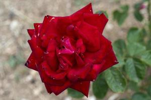 close up on red roses photo