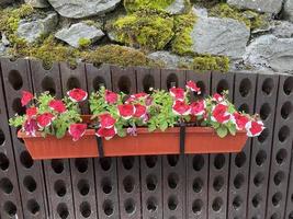 Petunia flowers in hanging pots on a vertical wall photo