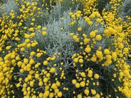 Natural background with decorative yellow chrysanthemum flowers photo