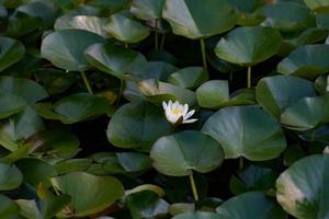 Water lily flower on the lake photo