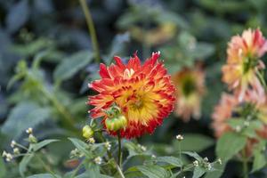 Floral background with red-orange chrysanthemum in the garden. photo