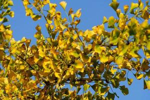 árbol de ginkgo con hojas amarillas foto