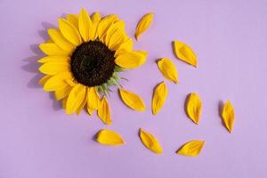 Creative design with sunflower and petals on purple background. photo