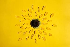 Creative design with sunflower and petals on yellow background. photo