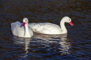 A pair of sunlit Coscoroba Swans photo