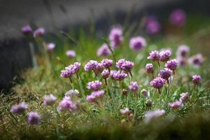 Sea Pinks in full bloom photo