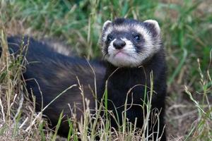 Polecat coloured Ferret photo