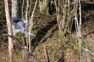 Grey Heron flying from a tree bathed in spring sunshine photo