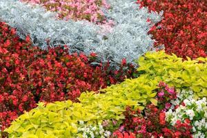 Garden in front of the Lutheran Church in Bistrita Transylvania Romania photo