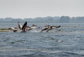 grandes pelícanos blancos sobrevolando el delta del danubio foto