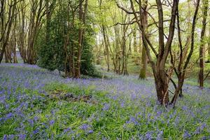 A carpet of Sussex Bluebells photo