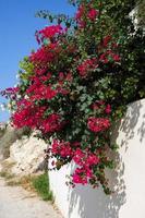 Red Bougainvillea, Bougainvillea glabra,  Flowering in Cyprus photo