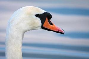 Mute Swan, Cygnus olor, at Warnham Nature Reserve photo