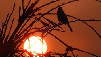 een silhouet van vogels tegen de avondlucht met boom en bladeren op de voorgrond.