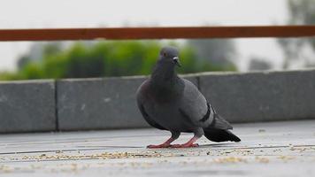 A pigeon eating left over food. House pigeon.Columbidae is a bird family consisting of pigeons and doves. It is the only family in the order Columbiformes. video