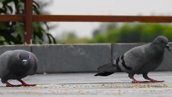 A pigeon eating left over food. House pigeon.Columbidae is a bird family consisting of pigeons and doves. It is the only family in the order Columbiformes.