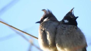 A close up shot of yellow vented bulbul couple. The yellow-vented bulbul Pycnonotus goiavier, or eastern yellow-vented bulbul, is a member of the bulbul family of passerine birds. video