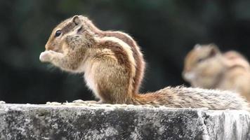 The Indian palm squirrel eating on grains. Palm squirrel or three-striped palm squirrel Funambulus palmarum is a species of rodent in the family Sciuridae found naturally in India